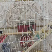 یک جفت عروس و یک جفت فنج باقفس|پرنده|ساوه, |دیوار