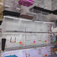 پرنده فروشی قفس عروس هلندی فنچ مرغ عشق|پرنده|مشهد, شهرک بهارستان|دیوار