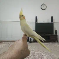 عروس هلندی