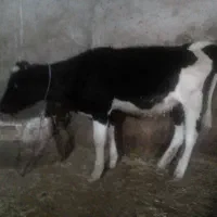 گوساله ماده|حیوانات مزرعه|ایجرود, |دیوار