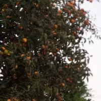خرمالو درشت|عمده‌فروشی|لشت نشا, |دیوار