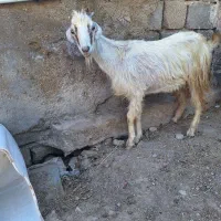 یک عدد. بز ماده سالم