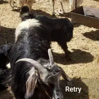 ۶ تا چبش بز  آبستن