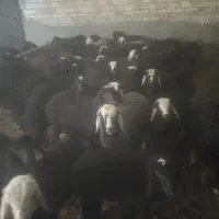 قیمت 800گیلولی.|حیوانات مزرعه|بوئین زهرا, |دیوار