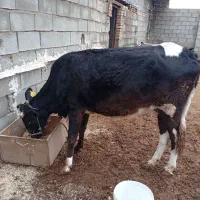 گاو با گوساله