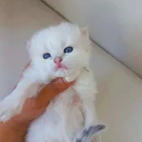 بریتیش لانگ هیر