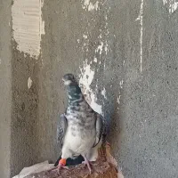 بزک پلنگ