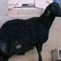 گوسفندزنده بره میش بز|حیوانات مزرعه|پاکدشت, پاکدشت (مامازند)|دیوار