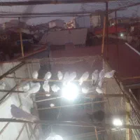 فروش کبوتر|حیوانات مزرعه|آستانه اشرفیه, |دیوار