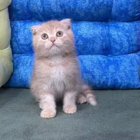 دامپزشکی حیوانات|گربه|اراک, |دیوار