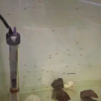 گوپی یک ماه بیگ ایر