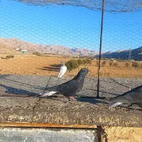 کبوتر طوقی دم سفید