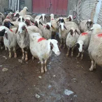 گوسفند سنجابی