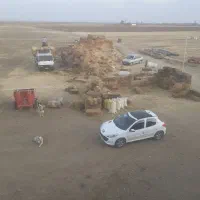 کلش،گندم سیاهی دارد|عمدهفروشی|کبودرآهنگ, |دیوار