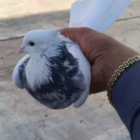 کبوتر طوقی الماسی