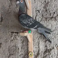 گرفتنی میزون|پرنده|نیشابور, پاستور|دیوار