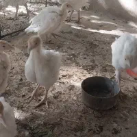 جوجه بوقلمون آماده برای پروارکردن|حیوانات مزرعه|شازند, |دیوار