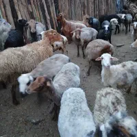 گوسفند فروشی ۴۷راس