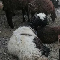 میش بزغاله بره چاغ براکشتار