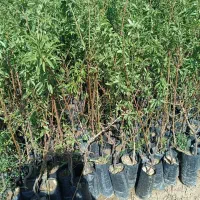 انواع نهال مرکبات و مغزها با ضمانت رشد|خدمات باغبانی و درختکاری|بابلسر, |دیوار