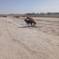 قوچ شرط الحنایه