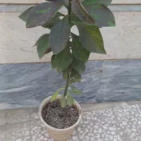 گیاه فردوس و آلوورا