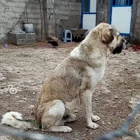 سگ پژدر نگهبان،بی نظیر