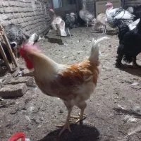 بوقلمون .مرغ خروس مرندی.جوجه محلی زیر مرغی کرچ شو|حیوانات مزرعه|گالیکش, |دیوار