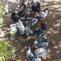 تخم مرغ نطفه دار نژاد گلین|حیوانات مزرعه|رفسنجان, |دیوار