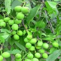 پیش فروش نهال گردو بلغاری