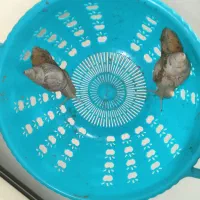 دو عدد حلزون|خزنده|ملایر, |دیوار