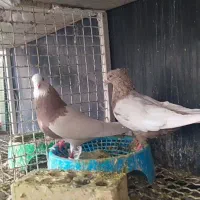 دوتا ماده لوکس و قشنگ