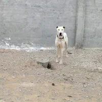 سگ گله گمشده