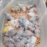 فروش انواع جوجه سرلاکی راهب گرینچیک