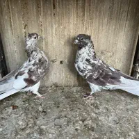 کفتر پرشی|پرنده|ری, صالحآباد شرقی|دیوار