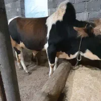 گاو،گوساله‌،ورزا،لیشه۴راس