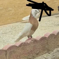 کبوترطوقی زرد درجه یک