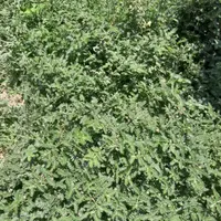 گیاه خارخاسک فروشی توافقی|گل و گیاه طبیعی|سیرجان, |دیوار