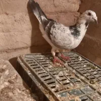 کفتر