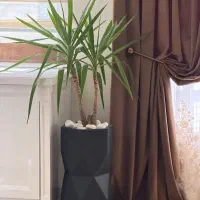 گل یوکا آپارتمانی با گلدان سرامیکی