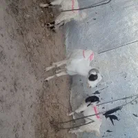 بز وبزقاله