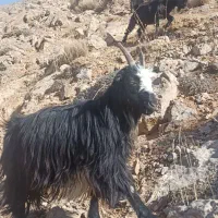 فروش بز