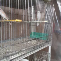 سلام تعداد قناری سوپر یکسرجیورما ده