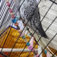 عروس هلندی ماده