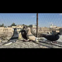 دمسفید|پرنده|اصفهان, سعادتآباد|دیوار