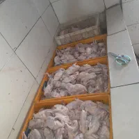 گوشت گرم بلدرچین