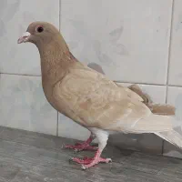 کفتر ماده کرمونی