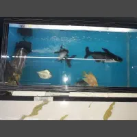 فروش یا معاوضه ماهی آکواریوم