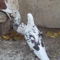 کبوتر غریبگیری|پرنده|ساوه, |دیوار