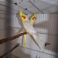 حراج عروس هلندی زیر قیمت کل بازار